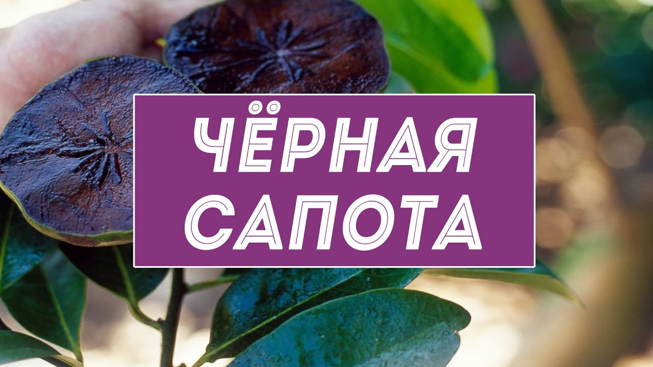 Чёрная сапота – экзотический фрукт или чёрное яблоко из Центральной Америки
