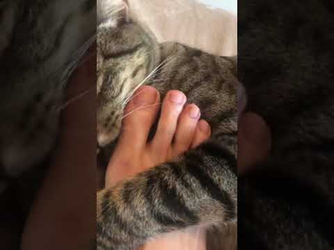 My cat bite my foot