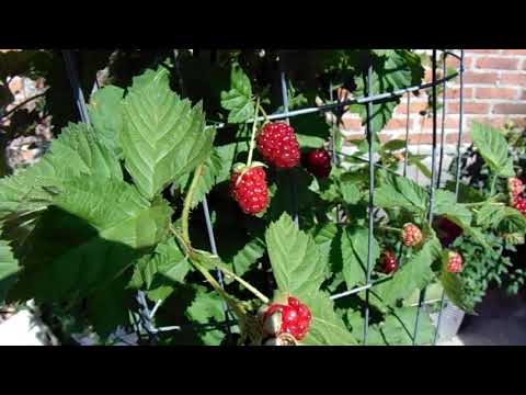 Vídeo: Frambuesas Cuidado, Cultivo, Reproducción. Fruta Y Baya. Plantas De Jardín. Arbustos. Una Fotografía