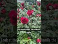 Do you get a lot of storms where you live? #lanct #gardening #rosegarden #flowergarden