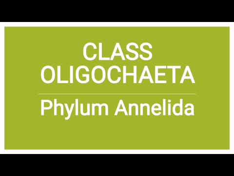 کلاس Oligochaeta | کرم خاکی | فیلوم آنلیدا