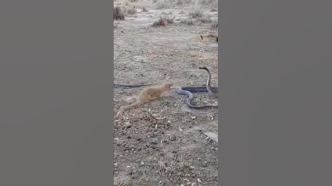 Cuộc chiến giữa một con cầy mangut và một con rắn hổ mang chúa