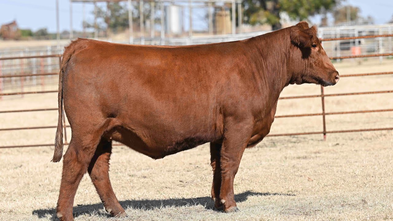 Buck Creek Ranch Lot 65 YouTube