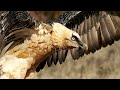 Quebrantahuesos (Gypaetus barbatus); bearded vulture; lammergeier