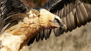 Quebrantahuesos (Gypaetus barbatus); bearded vulture; lammergeier