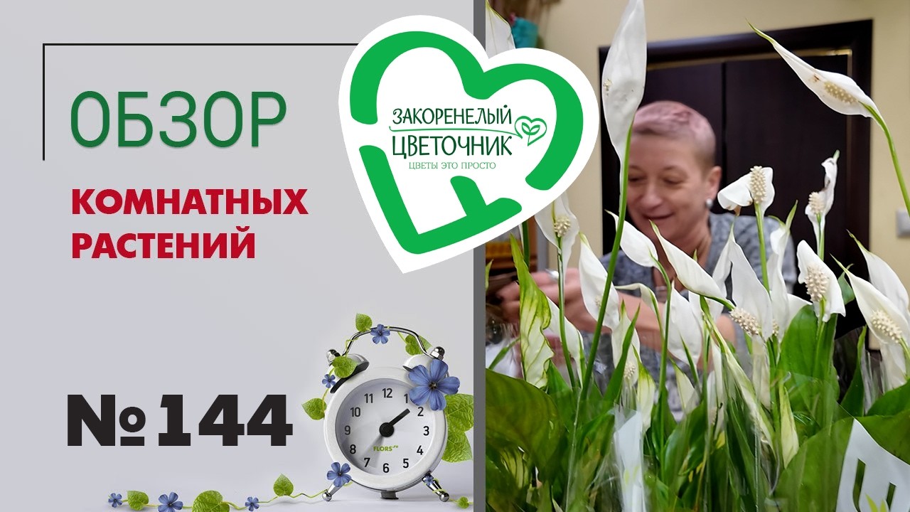 Редкие монстеры, фикусы, филодендроны, орхидеи, сезонные растения. Распаковка и обзор растений №144.