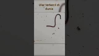 Ular Terkecil Di Dunia Ular Kawat Ular Cacing