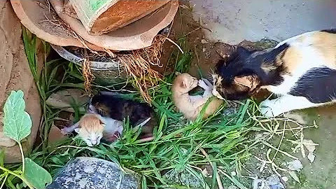 Watch the video about Rescue Story of a Stray Cat Mom & Her Kittens | Heartwarming Cat Rescue