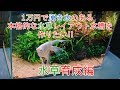 No.024　【1万円チャレンジ】第2回　水草育成編【二酸化炭素・発酵式】