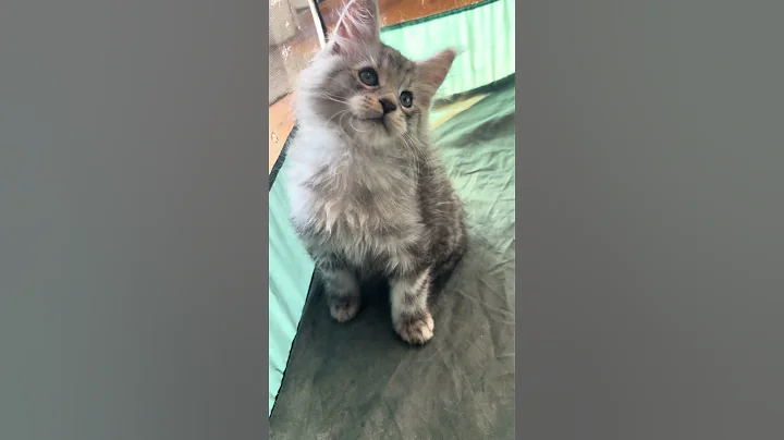 Watch the video about Ungus - High black silver Maine Coon male available for sale #availablemainecoonkitten #mainecoons