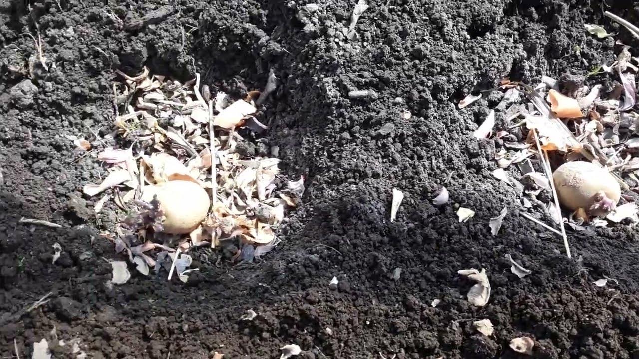 Посадка картофеля в июне. Что класть в лунку при посадке картофеля от медведки. посадка картофеля что добавить в лунку. посадка картофеля с горохом в одну лунку отзывы.