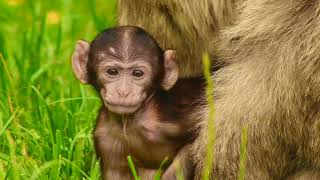 The Monkey Forest at Trentham England