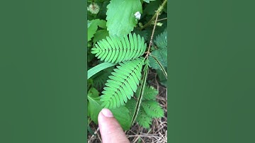 Hoa trinh nữ (cây xấu hổ)