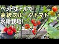 省スペース!4Lペットボトル水耕栽培で高級フルーツトマト「フルティカ」を収穫