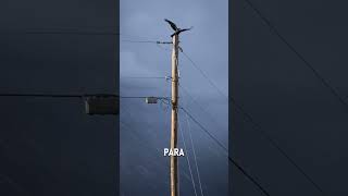 Y tu conocias las diferencias entre ADSS y mini ADSS? 🧐 #MaxFiber #FibraOptica