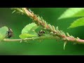 Wild rose green aphids ant and fly macro  wildlife episode  insects behavior  diversity