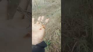 grasshoper in the palm of your hand#shortsvideo