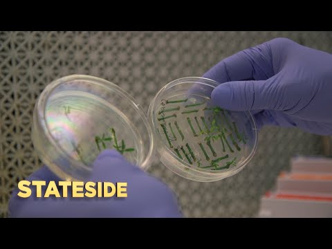 புதிய ஆய்வு CRISPR மரபணு எடிட்டிங்கின் தீவிர ஆபத்துகள் பற்றி எச்சரிக்கிறது