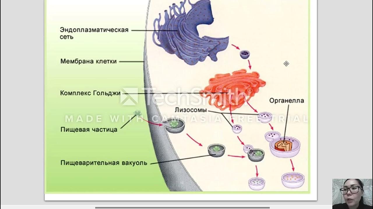 Лизосома мембранный органоид. Функции лизосом эукариотической клетки. Органоиды клетки лизосомы. ЭПС аппарат Гольджи лизосомы. Пищеварение клетки аппарат Гольджи.