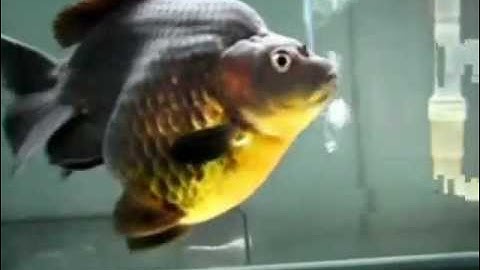 Cá Vàng Black ryukin - Thiên Đường Cá Cảnh