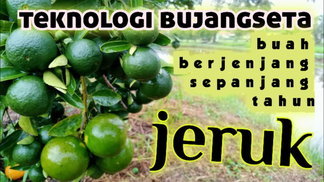 Teknologi BUJANGSETA Pada Tanaman Jeruk Siam Pontianak