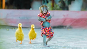 Baby monkey NaNa leads the duckling to harvest fruit