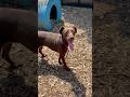 Meet sweet little Tinkerbell! This happy go lucky girl is ready to meet her furever person❤️