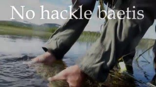 No Hackle Baetis