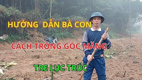 Hướng dẫn bà con cách trồng gốc măng tre lục trúc