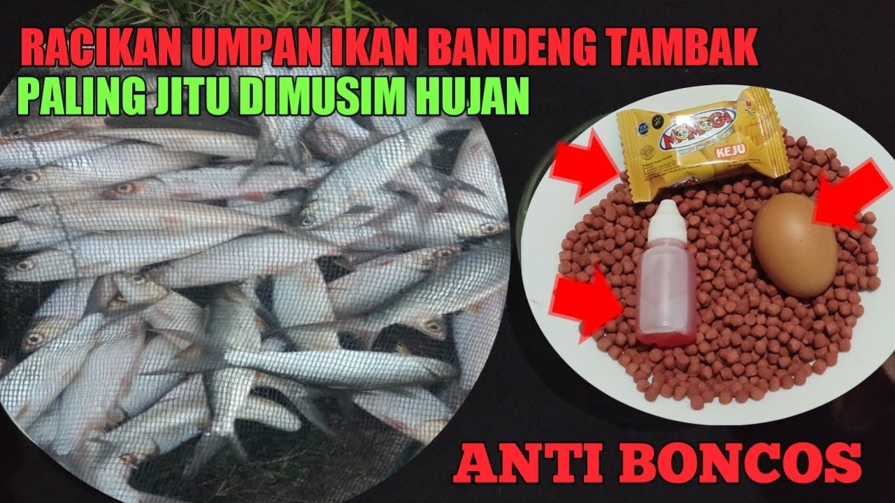 racikan umpan ikan bandeng tambak paling jitu || media Otok Otok