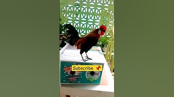 Ayam Hutan merah Anting Putih