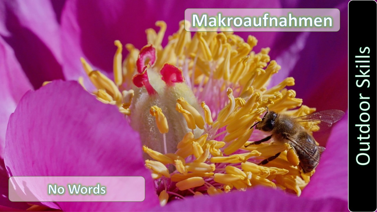 ASMR Hummeln - Nahaufnahmen von Hummeln und Bienen auf Blüten bei der Pollensuche