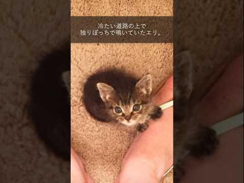 母猫と離れ離れになり兄弟たちの亡骸のそばで孤独に鳴いていた子猫。 【猫の感動する話】 #cat #猫 #感動 #感動する #animals #家族 #保護猫 #感動猫 #猫のいる暮らし #保護