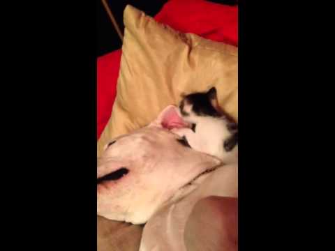 cruelty free kiko Cute kitten and dog