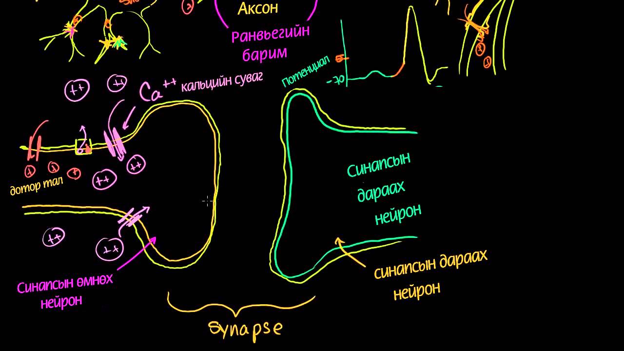Нейрон эсийн синапс (химийн)