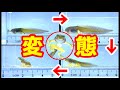 オタマジャクシがカエルに変態する様子を観察したら色々凄かった！【モリアオガエル】