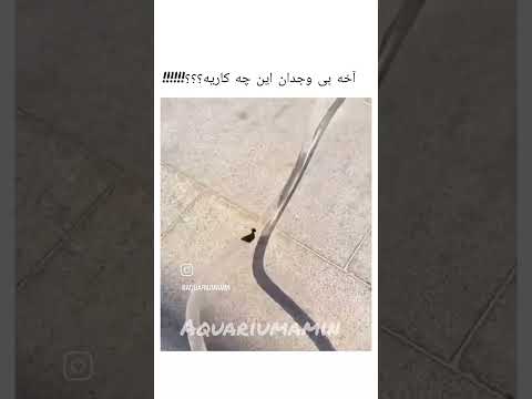 خب بی وجدان این چه کاریه اینم موجود زندس حس داره روح دار آکواریوم امین آکواریوم