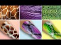 WOW ! Animal Nail Art designs | AIRBRUSH | Watching to the end