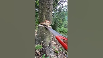 Detik2 pohon tumbang setelah beberapa jam proses penebangan #2024 #kokkalai #pohon #kebun #gergaji