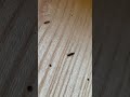 害虫のヒラタキクイムシ・・困るんだけど、仲良しバージョン（笑）