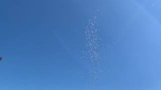A cloud of gnats circling overhead