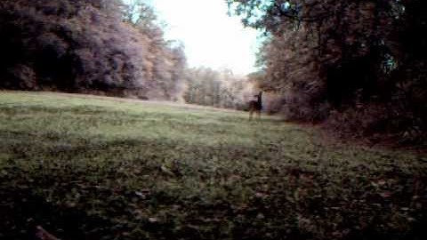 buck in food plot