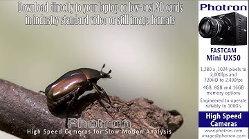 Photron high speed cameras for slow motion analysis of entomology