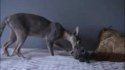 Video 9086381: sphynx kitten, sphynx baby