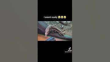 Tegu Lizard does Sneak Attack