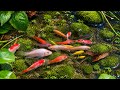 Colorful Aquarium Fish Videos | Betta, Koi, Goldfish, Guppy, Catfish & Animals