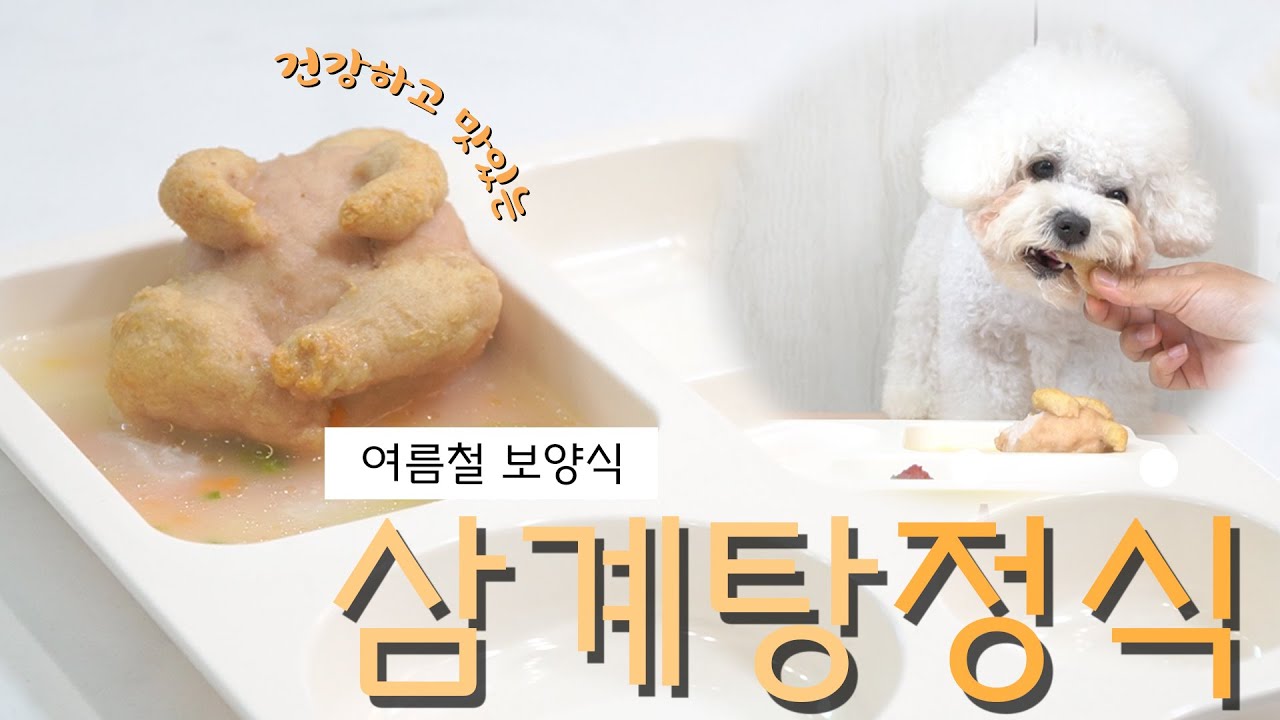 [여름철보양식] 강아지 삼계탕