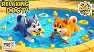 24 Hour Dog Cartoon 🐕🏊 Splashy Pet Pool Playtime | Calming TV for Dogs Home Alone