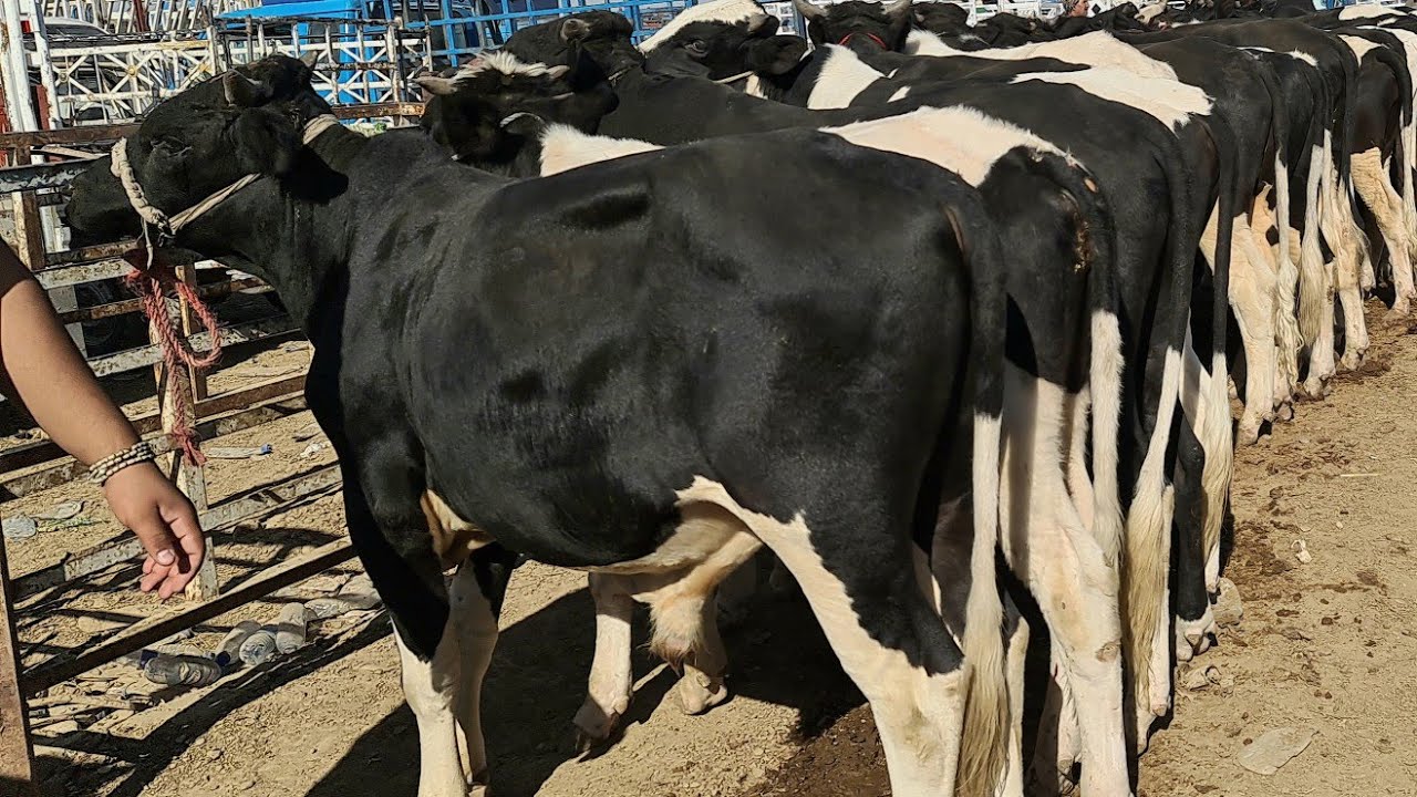 #أحسن و أسهل طريقة تسمين العجول و بأقل التكاليف نابعة من خبرة المربين