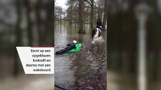 Met opblaaskrokodil wakeboarden achter een pony in Deventer